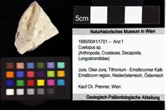 Foto (Objket + Etiketten) von Cycloprosopon etalloni (Gemmellaro, 1869) 